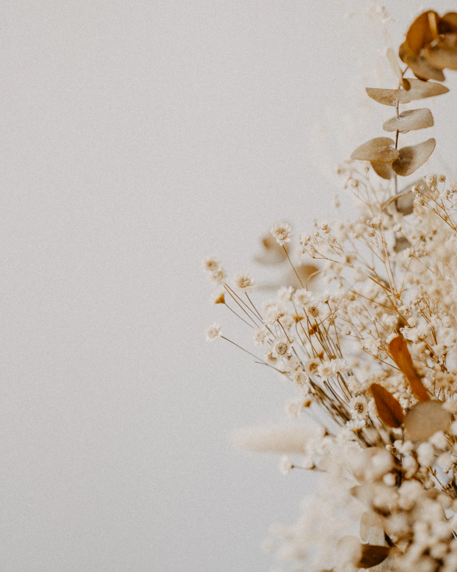 Dried white and amber flowers against a pale wall
