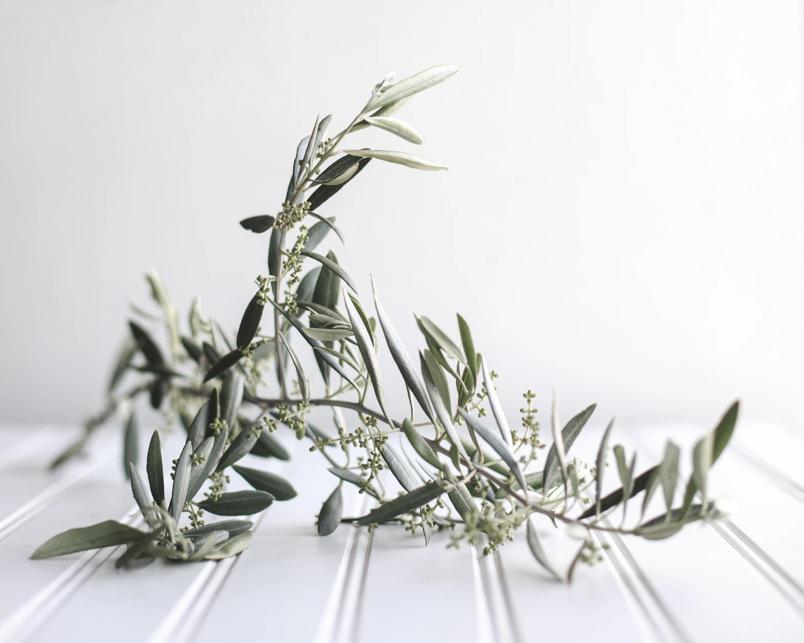 An olive branch laid on a white table